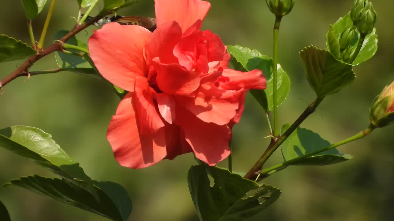 Beautiful hibiscus flower and hummingbird