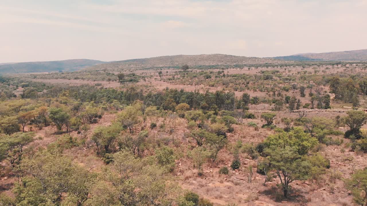 tiro de dron de arbusto seco de sabana africana con árboles y arbustos de acacia