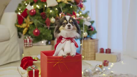 zoom in : little puppy chihuahua dog wearing santa claus outfit sitting or standing inside red gift present box in concept christmas festive celebration at home feeling warm welcome.