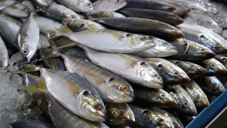 Close-up-Footage-of-The-Piles-of-Fresh-Mackerel-Displaying-in-the-Market