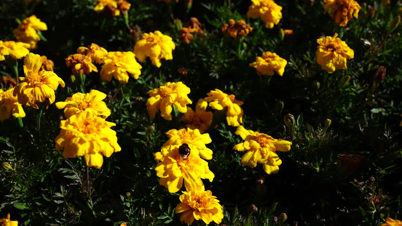 Primo piano di un'ape che raccoglie nettare da un vibrante fiore di calendula giallo ad Albert Park, Auckland. Scena di impollinazione naturale in un ambiente di giardino soleggiato, che evidenzia la biodiversità e la natura urbana.