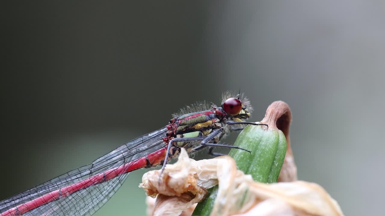 Closeup of a Large Red Damselfly, Pyrrhosoma nymphula, perched on a dead flower head. Summer. UK