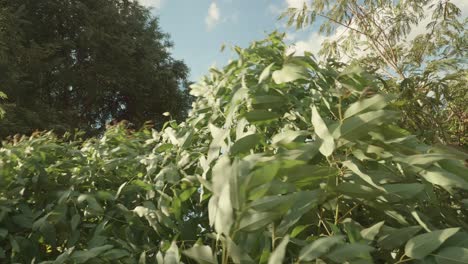 la plantación de eucalipto ha crecido para la industria en el viento natural