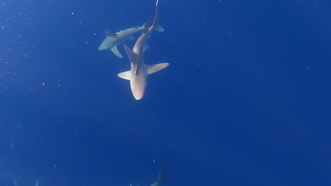group shiver of silky swim through ocean - overhead view