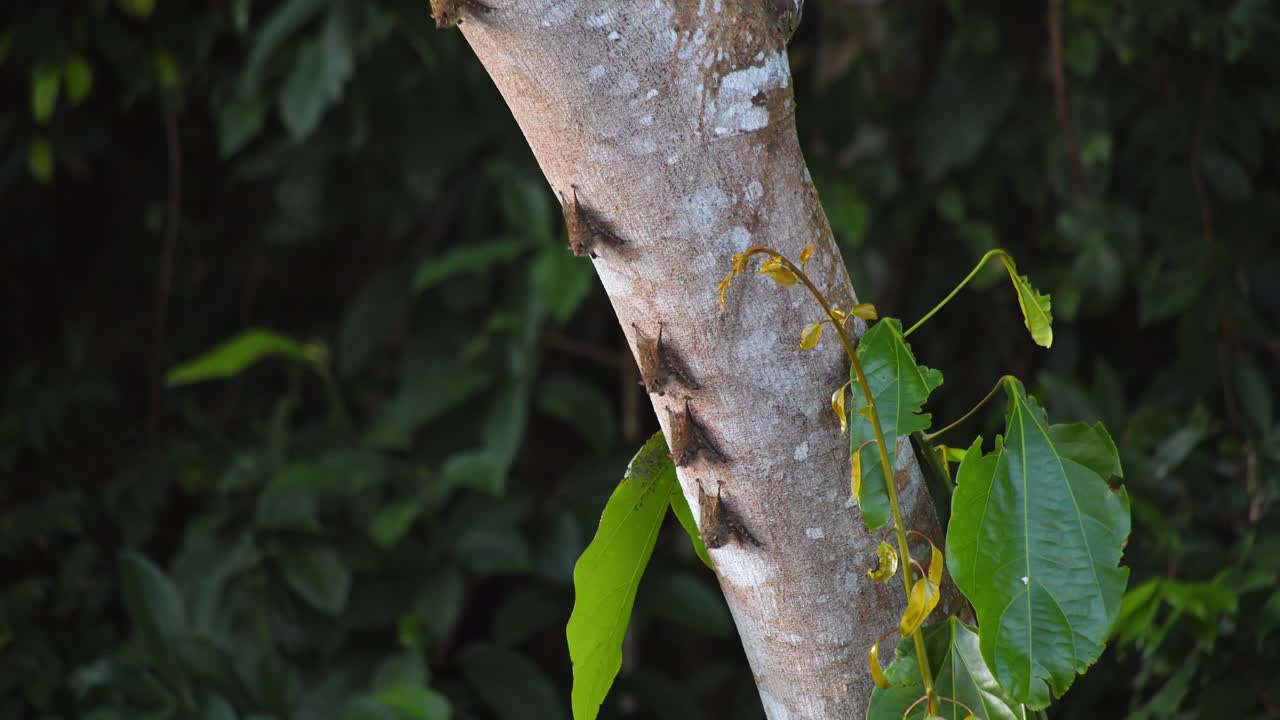 Disk-winged bats cling beneath a branch during daylight in Peru’s lush Amazon rainforest. Cinematic move