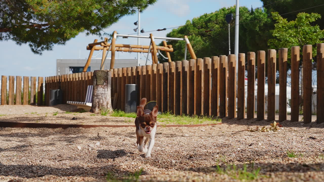Cane Chihuahua carino che cammina e annusa in un parco per cani soleggiato