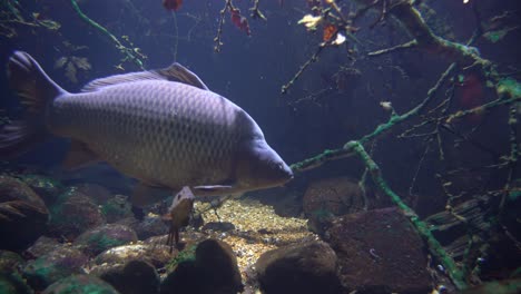 enorme carpa pasando cerca de la cámara - nadando alrededor de ramas sumergidas con luz solar desde arriba