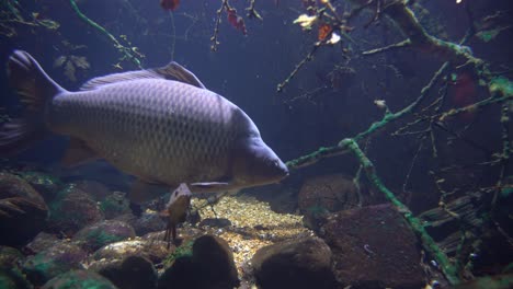 huge carp passing close to camera - swimming around submerged branches with sunlight from above