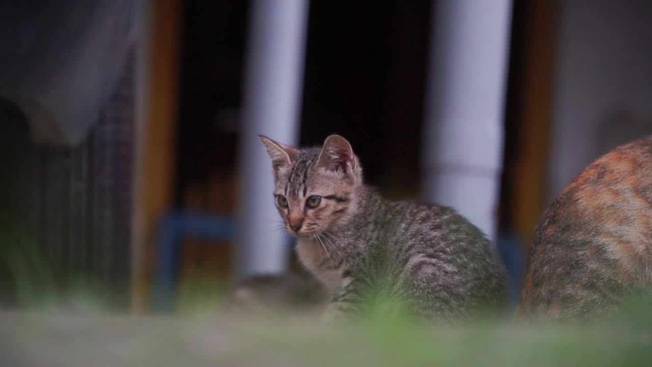 Homeless kittens are outside