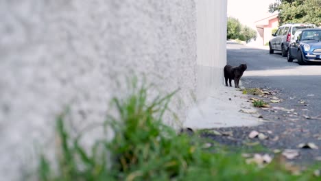 Lost-stray-cat-going-in-a-street