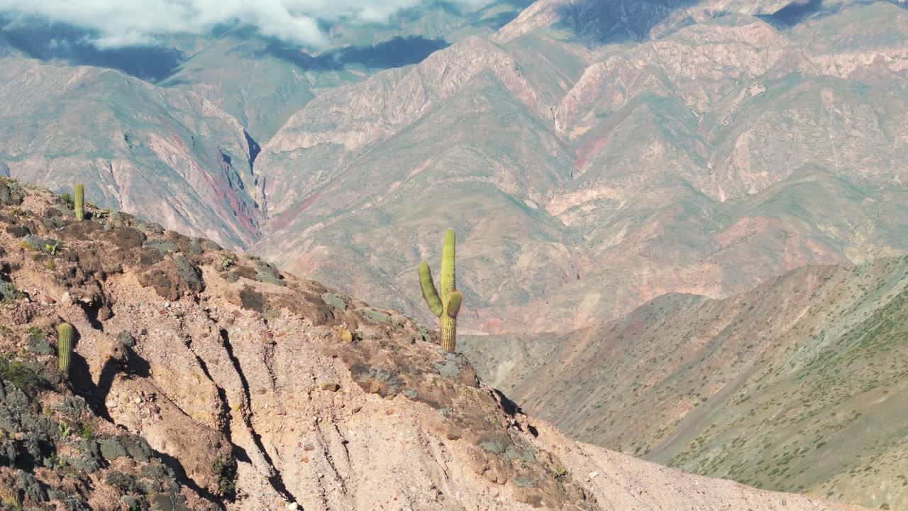 hermosos cactus en la cima de una montaña imponente