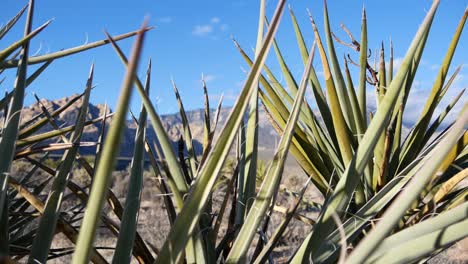 un video de un cactus en el parque nacional joshua tree