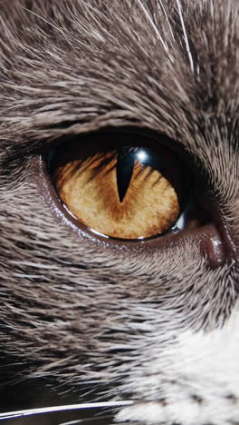 primer plano del ojo de un gato