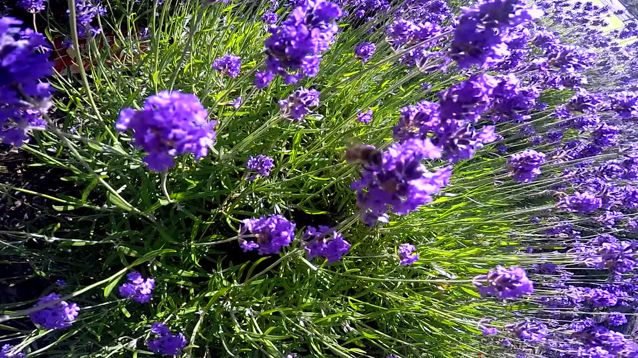 도시-3의 화려한 덤불 주위를 날아다니는 꿀벌