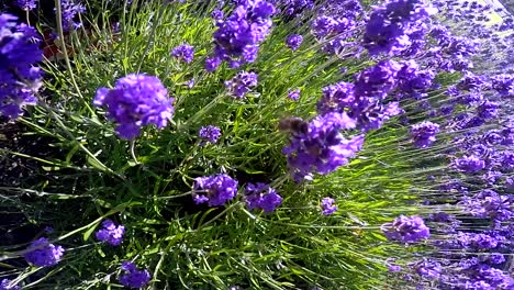 Bee flying around colourful bush in city-3