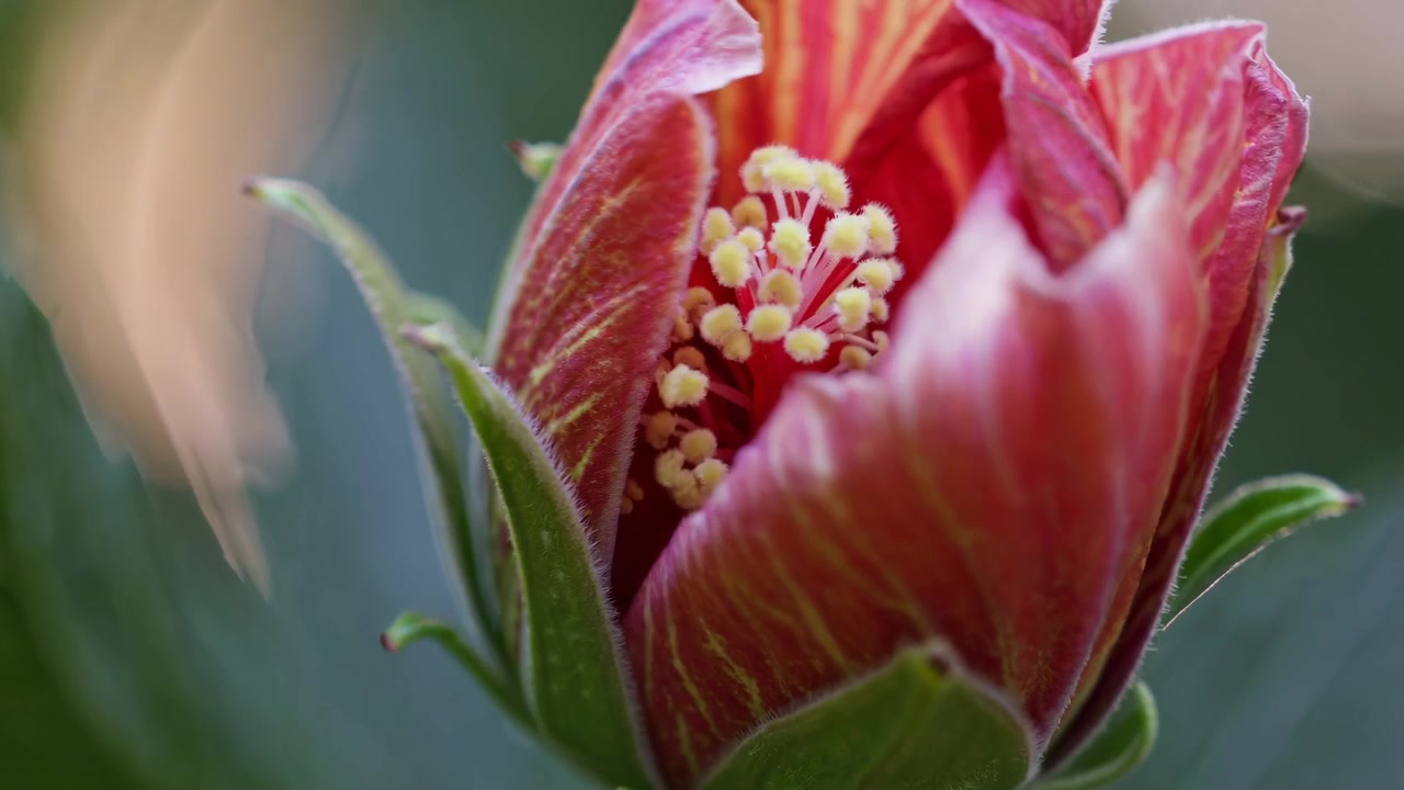 Time lapse di un bocciolo di fiore di ibisco che si apre