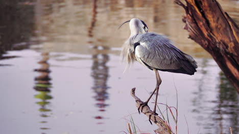 garza gris posada en un trozo de madera cerca de un lago en botswana - toma de primer plano