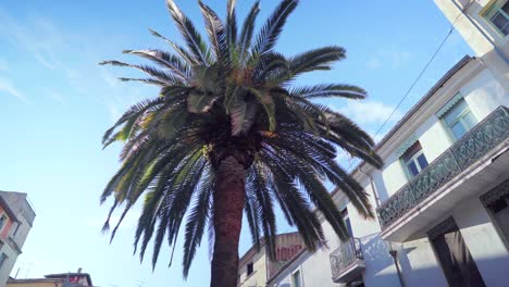 Big-palm-tree-in-a-town-of-south-of-France,-colorful-houses-on-a-beautiful-sunny-day-on-holidays