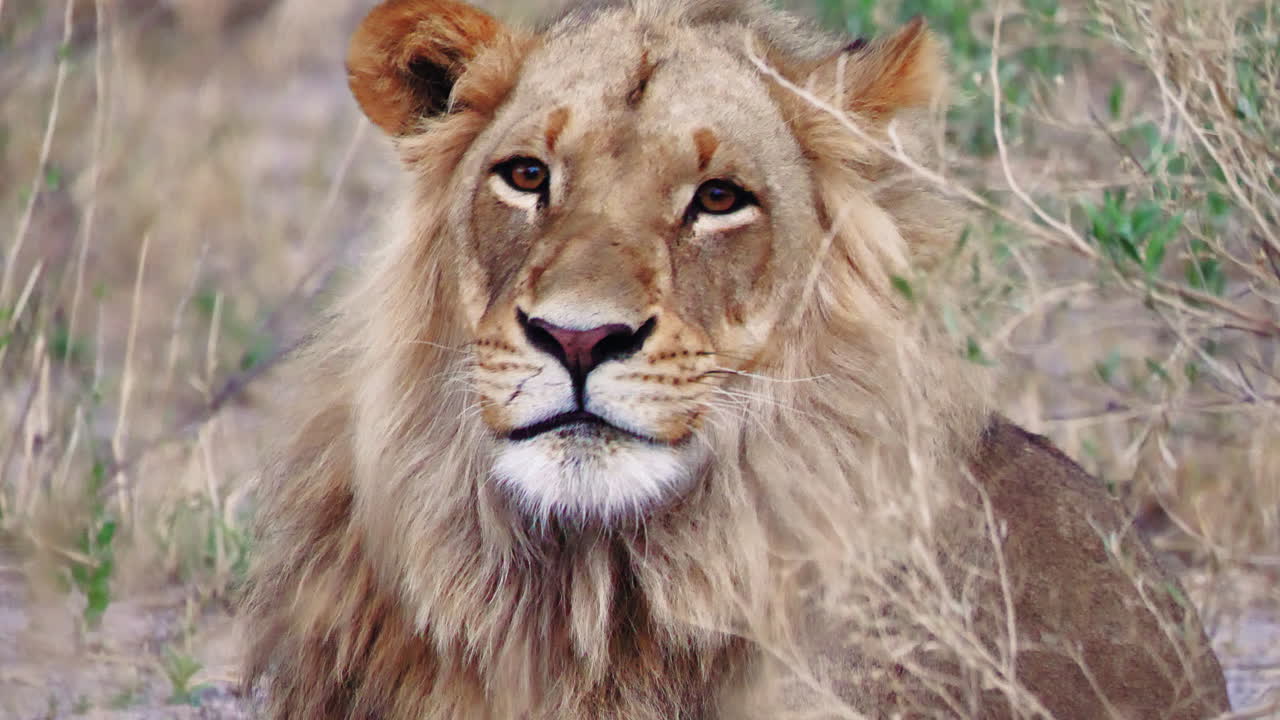 un león cansado y sin melena tendido en el campo seco y bostezando en nxai pan, botswana - plano medio
