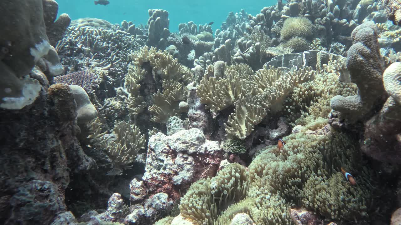 arrecife de coral del archipiélago de raja ampat, indonesia, con una rica vida marina debajo