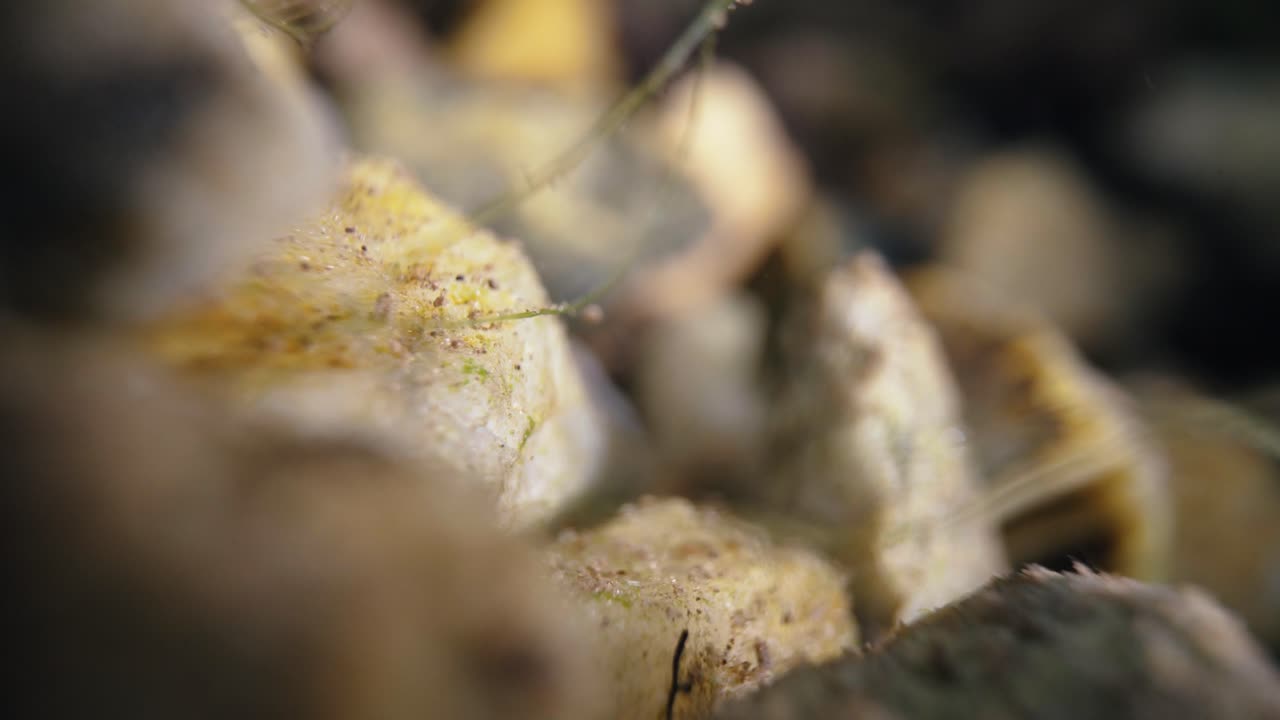 수중 입자가 두 개의 물 사이에 떠다니며, 강의 퇴적물과 자갈로 바닥에 있습니다.