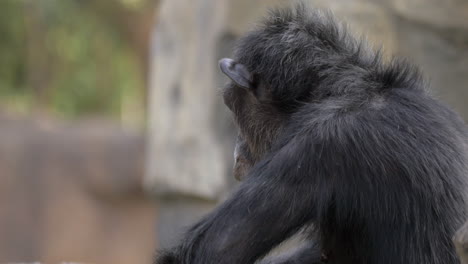 el chimpancé en el zoológico