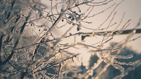 Delgadas-Ramitas-De-árboles-Cubiertas-De-Nieve-Blanca-Y-Fresca-En-El-Parque-De-Invierno