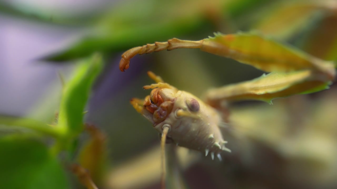 Close up of a spiny stick insect's head in the tropical forest