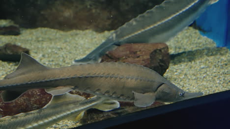 esturiones peces flotando alrededor del tanque de agua dulce en el acuario sendai umino-mori en miyagi, japón