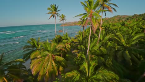 fpv over the tropical palm tees, seaside road and beach in playa rincon, dominican republic