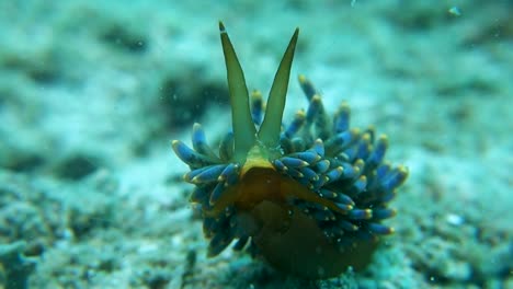 Trinchesia-Yamasui-Babosa-De-Mar-Caracol-Trasero-Con-Rinóforos-Extendidos