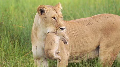 lioness with cub