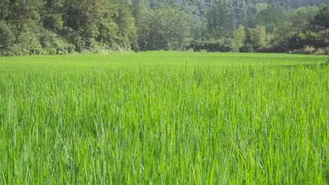 a paddy field in the mountain village