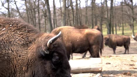 Riesiger-Europäischer-Bison-Trinkt-Wasser,-Während-Der-Andere-In-Den-Rahmen-Tritt