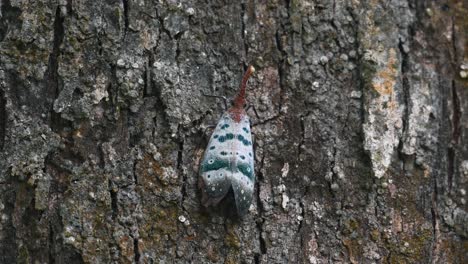 Moviéndose-Hacia-La-Derecha-Mientras-Se-Camufla-En-La-Corteza-Del-árbol-En-El-Bosque,-Chinche-Linterna-Pyrops-Ducalis,-Tailandia