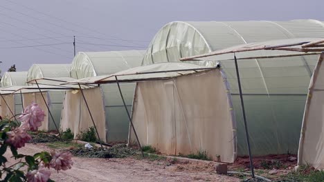 agricultural in greenhouses and drip irrigation