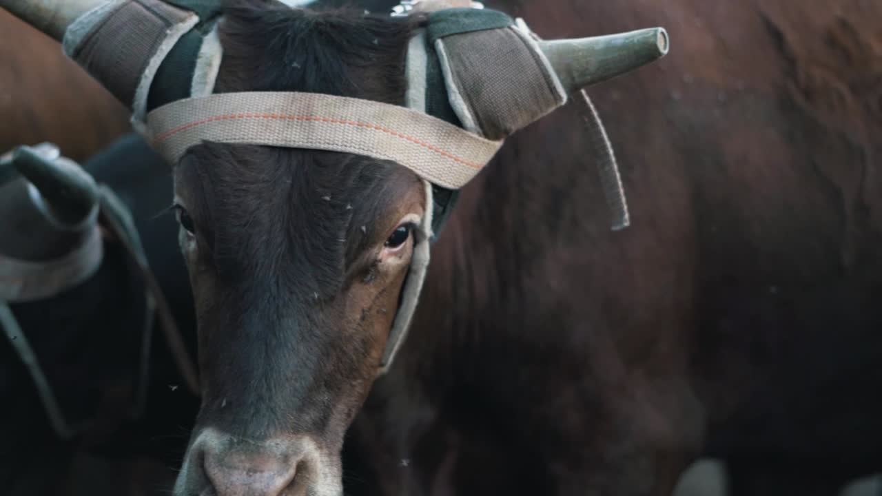 ganado a cámara lenta en corral