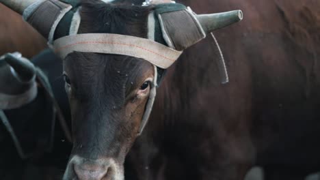 Ganado-A-Cámara-Lenta-En-Corral