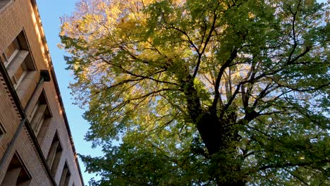 fallen leaves and trees at melbourne university