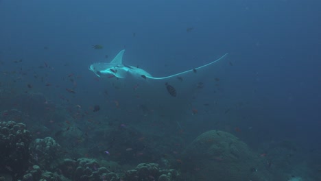 manta ray hovering over tropical coral reef in raja ampat