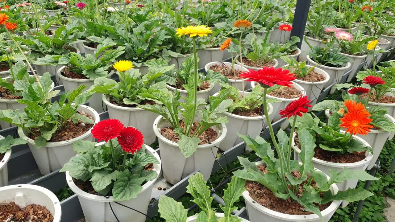 las hermosas flores y camas de hierba de cameron highlands, malasia.