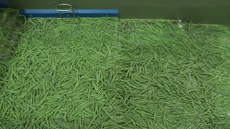 Green-beans-on-production-line-in-food-factory-with-frozen-food