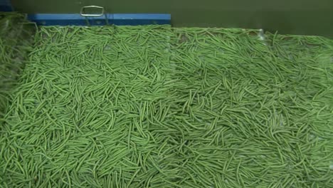 judías verdes en línea de producción en fábrica de alimentos con alimentos congelados
