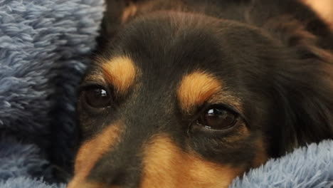 close up of sausage dog eyes