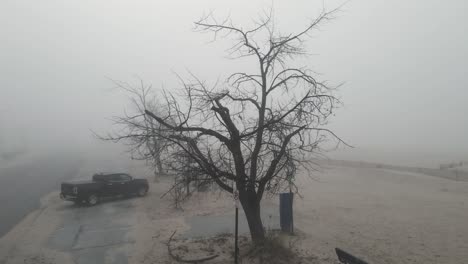 Empujando-Hacia-Un-árbol-De-Aspecto-Malvado-En-Un-área-Brumosa