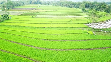 revelar tiro de drone de campo de arroz tropical verde