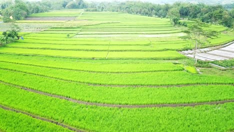 reveal drone shot of green tropical rice field