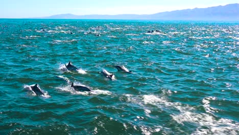 thousands of dolphins migrate in a massive pod through the channel islands national park 1