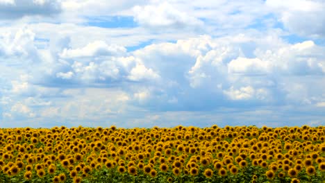 field of sunflowers against the sky. cultivation of sunflowers. summer