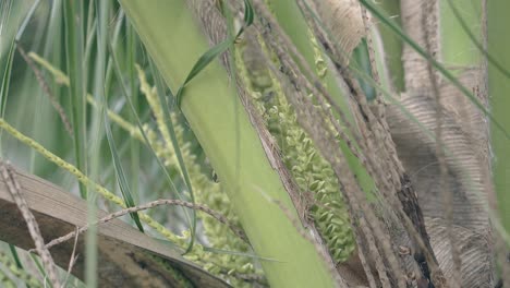 bees fly around aromatic palm tree flowers close view